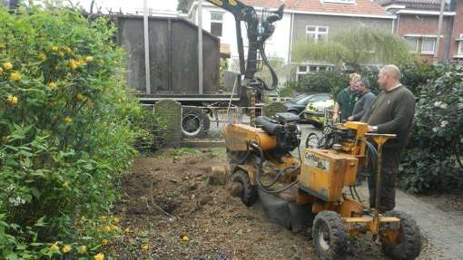 Steenwijk bomen rooien